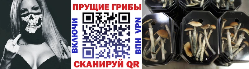закладка  Вилючинск  Галлюциногенные грибы MAGIC MUSHROOMS 